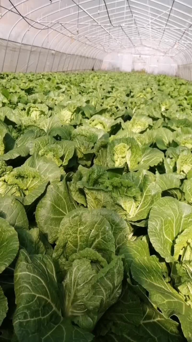 大白菜