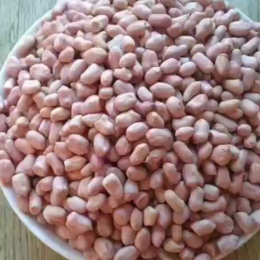 昌图古榆高杨趴拉棵花生米通米