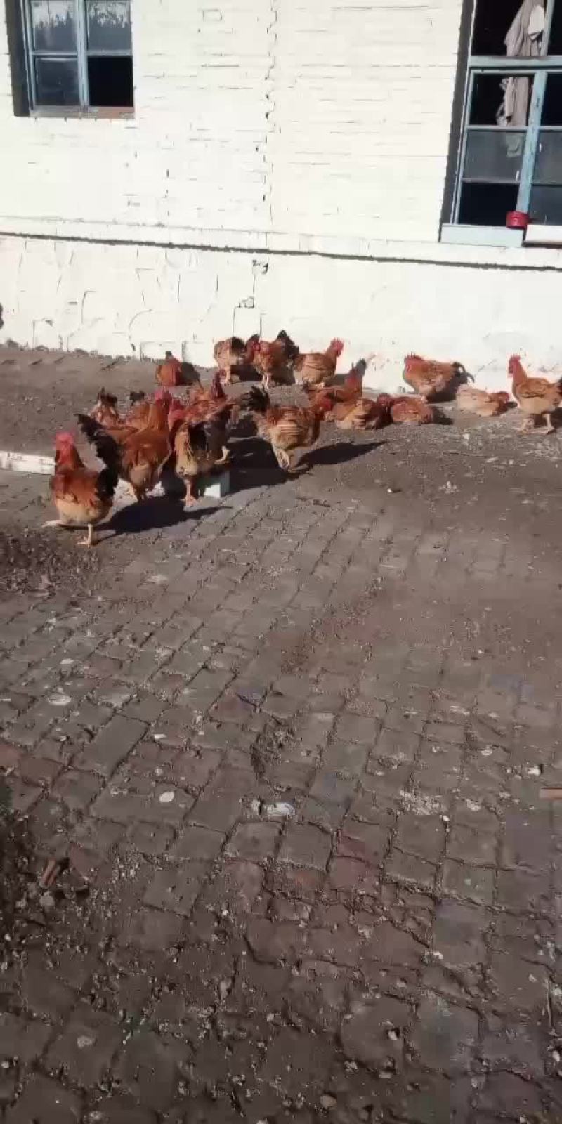 自己家养的大公鸡