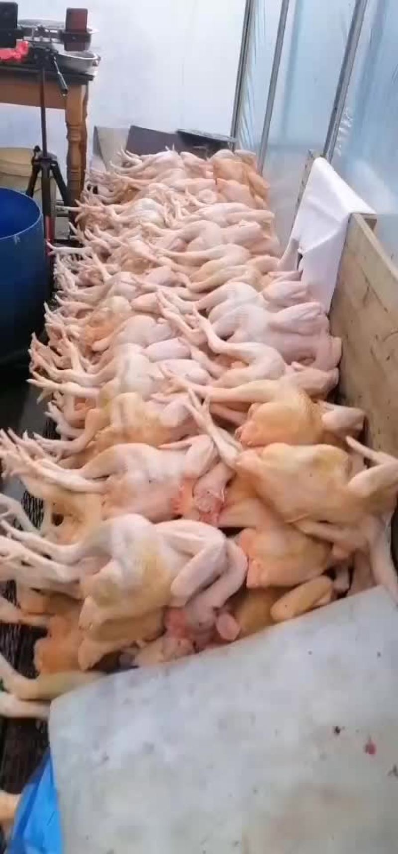 自己家养的大公鸡