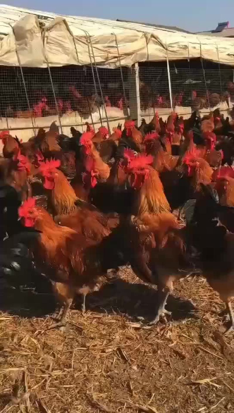 自己家养的大公鸡