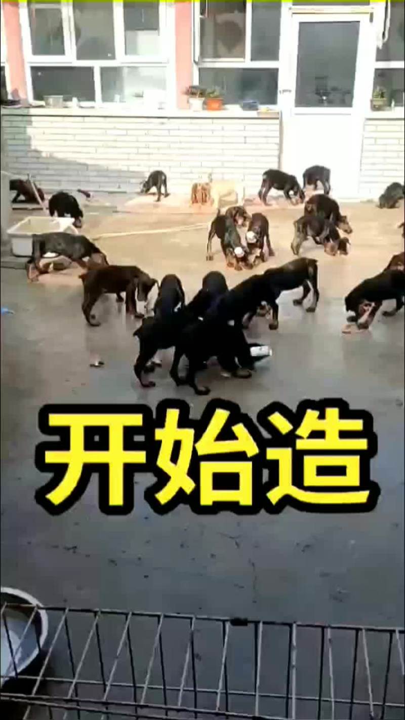 大量供应杜宾犬，马犬，弓背牧羊犬，卡斯罗，罗威纳犬中亚犬