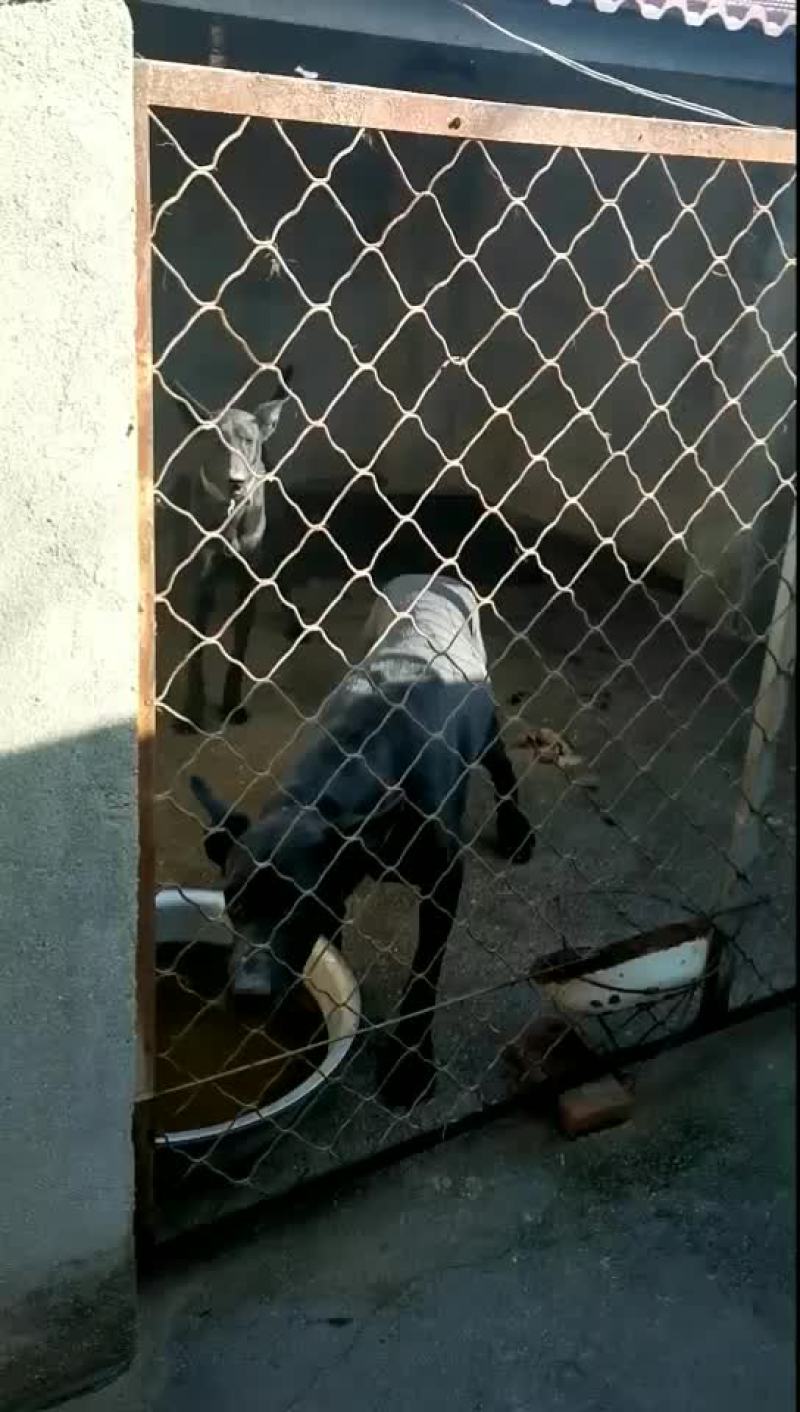 大量供应杜宾犬，马犬，弓背牧羊犬，卡斯罗，罗威纳犬中亚犬
