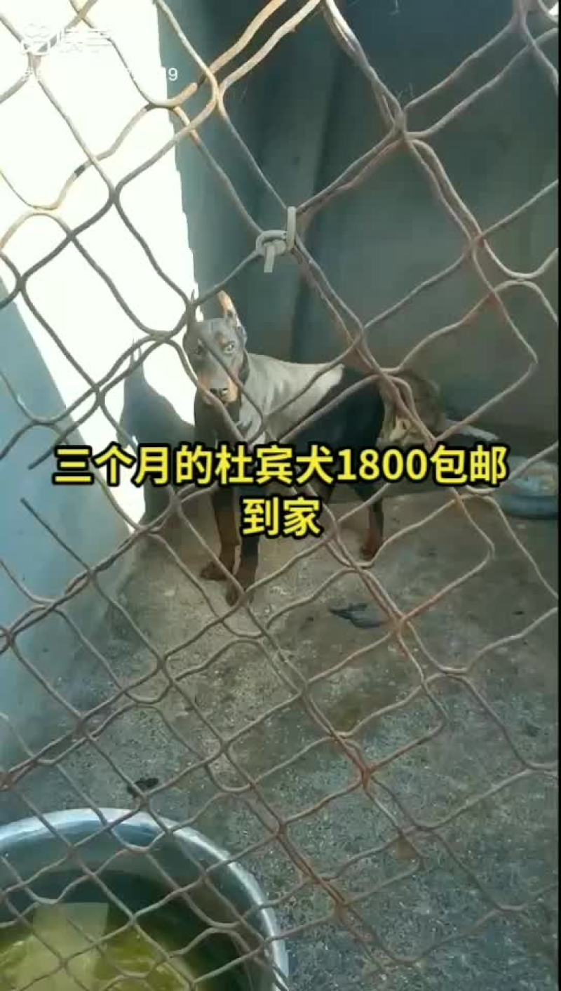 大量供应杜宾犬，马犬，弓背牧羊犬，卡斯罗，罗威纳犬中亚犬