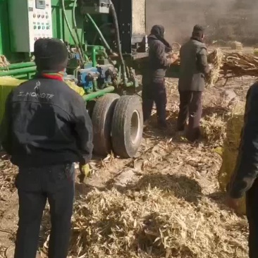 人工铡段玉米秸秆