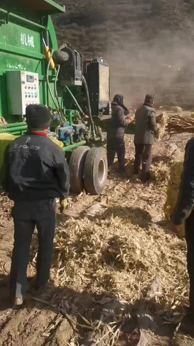 人工铡段玉米秸秆