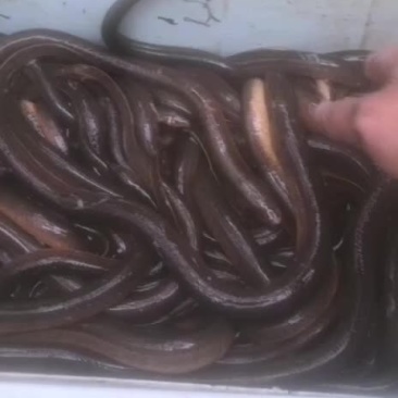 黄鳝