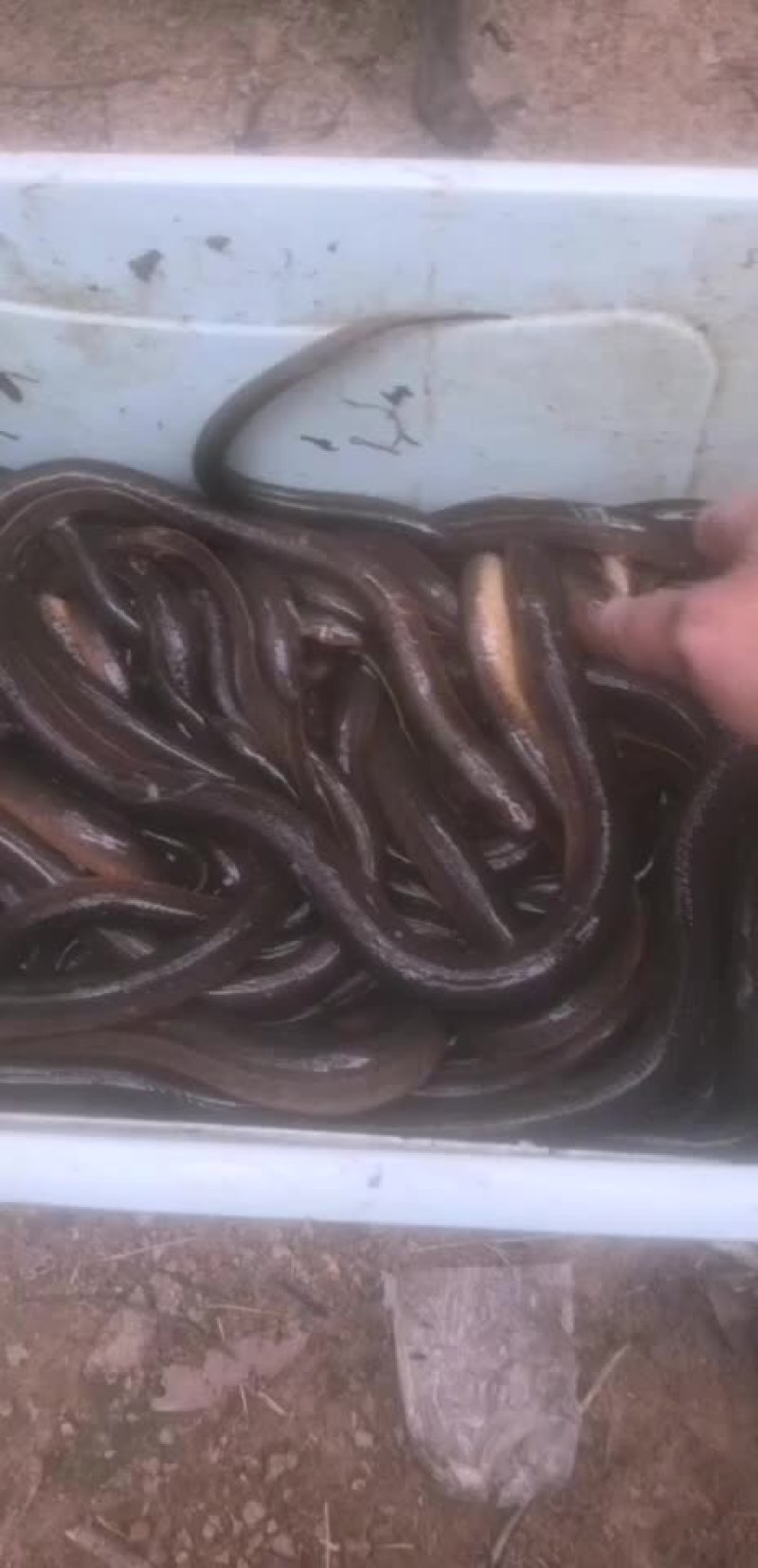 黄鳝