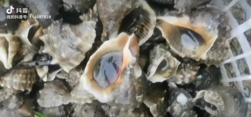 海螺，冬季大量有货，码头一手货源，渤海湾大海螺