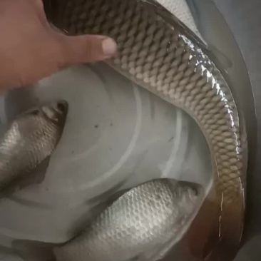 鲤鱼
