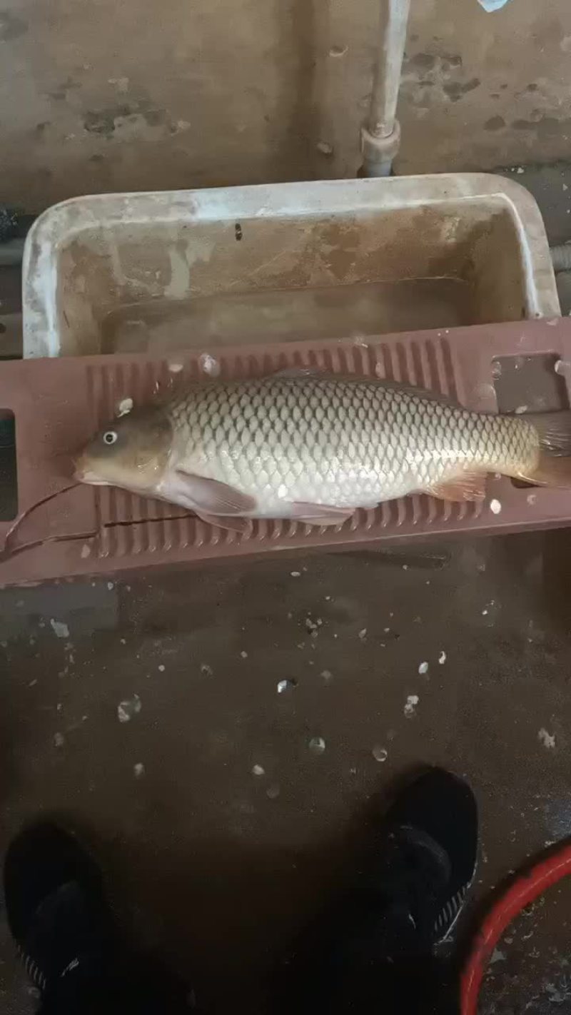 鲤鱼