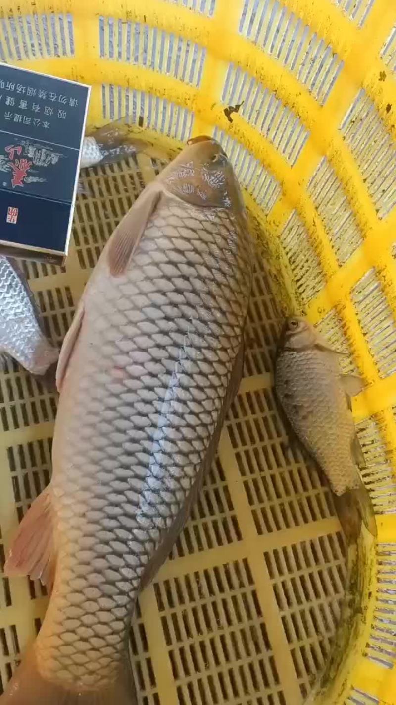 鲤鱼