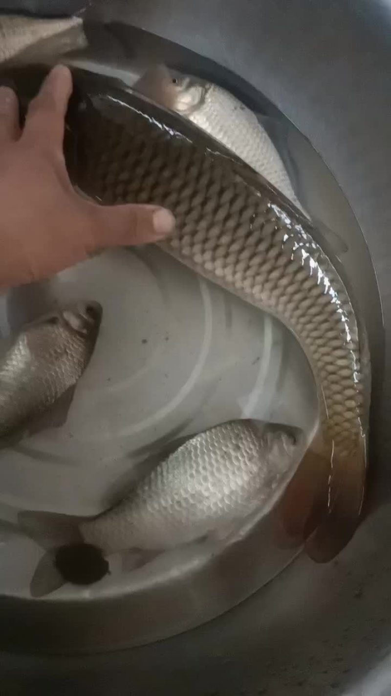 鲤鱼