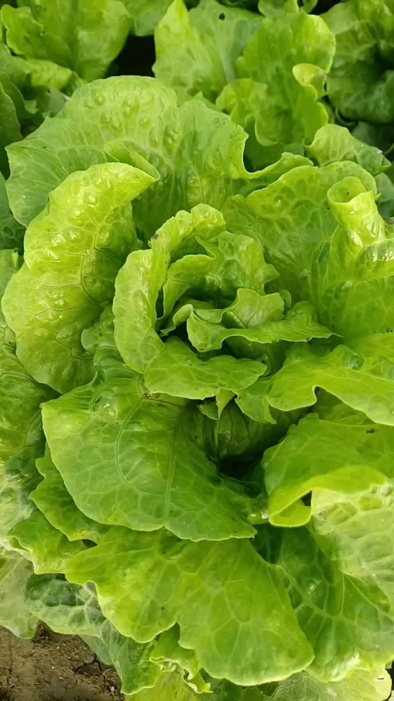 大叶生菜