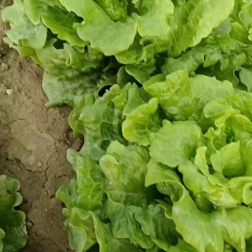 大叶生菜