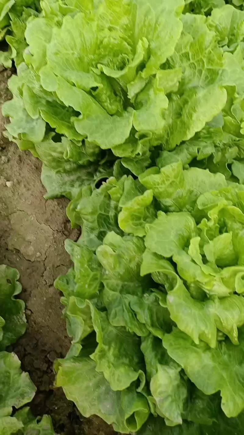 大叶生菜