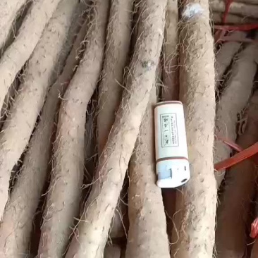 铁棍山药打捆