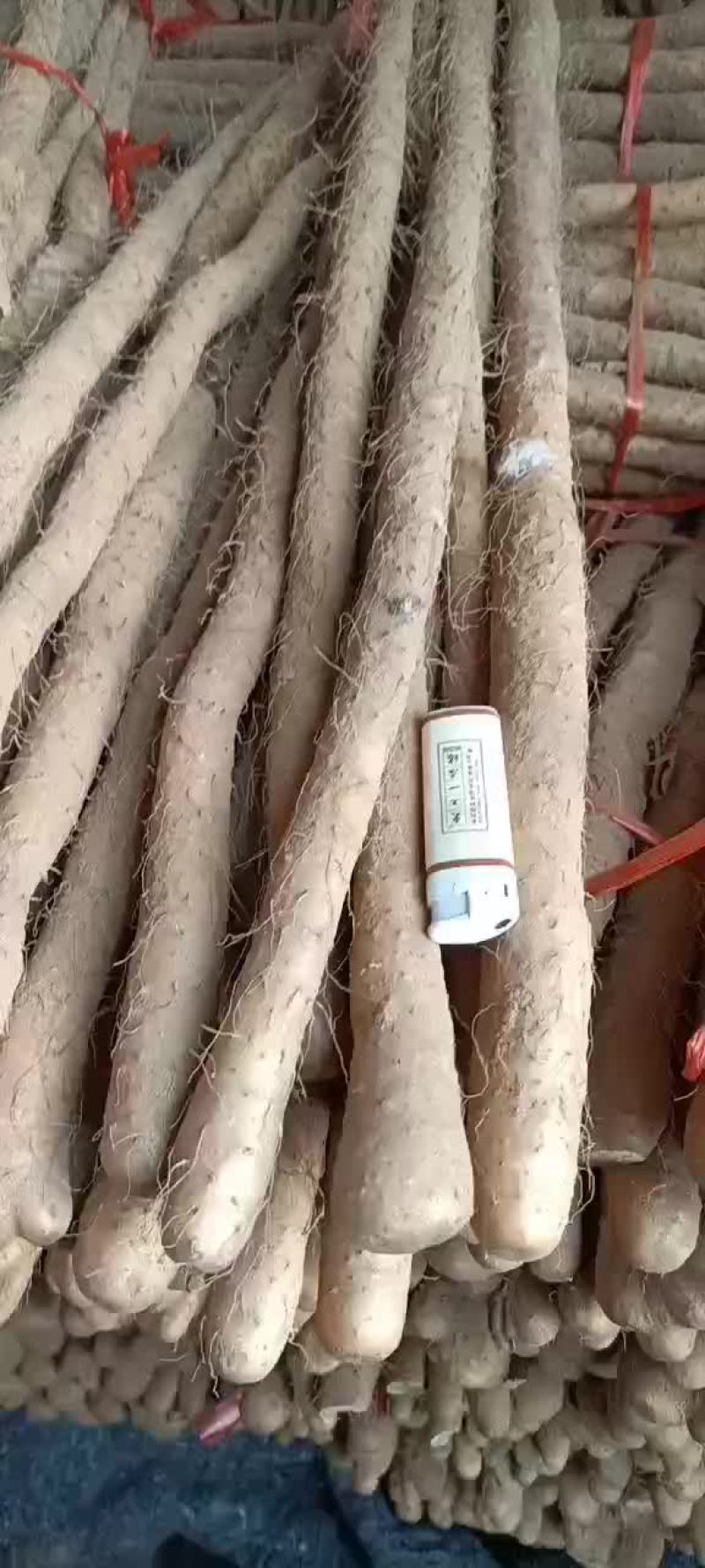 铁棍山药打捆