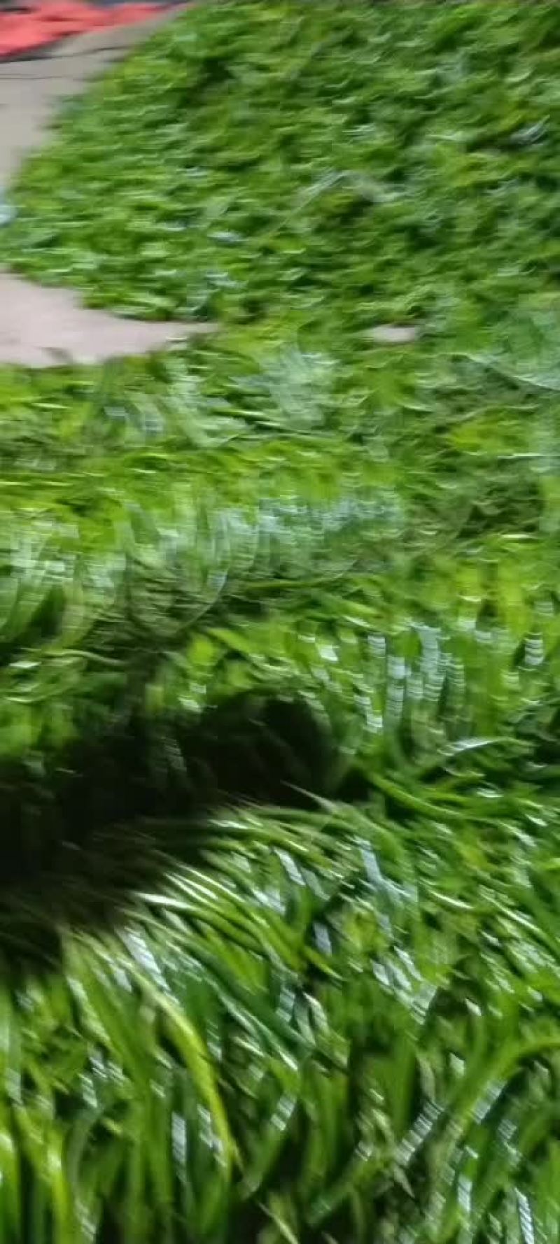 鲜辣椒