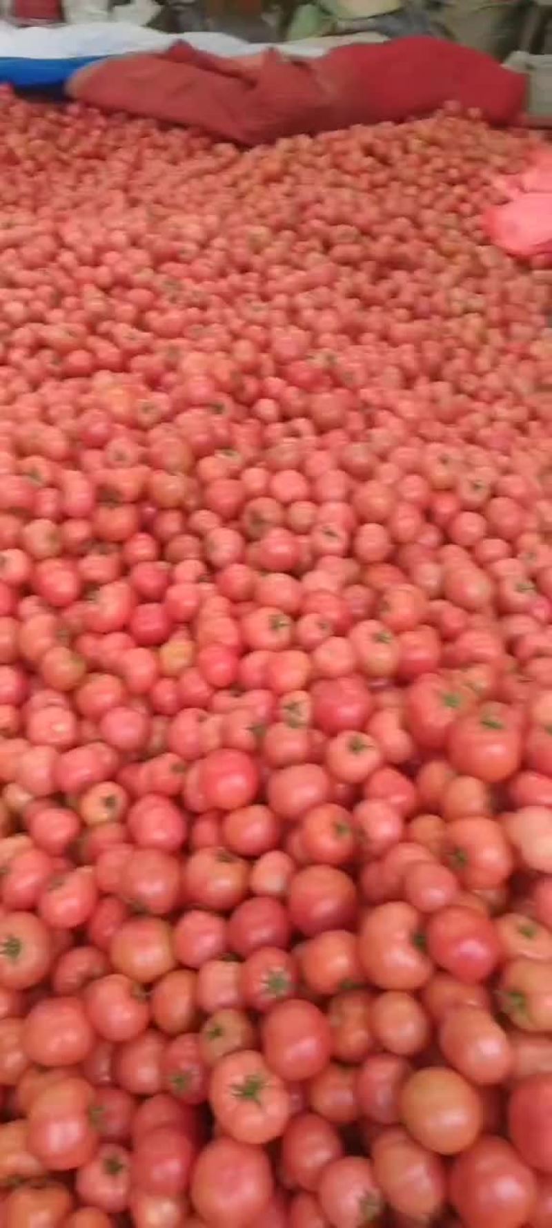 鲜辣椒