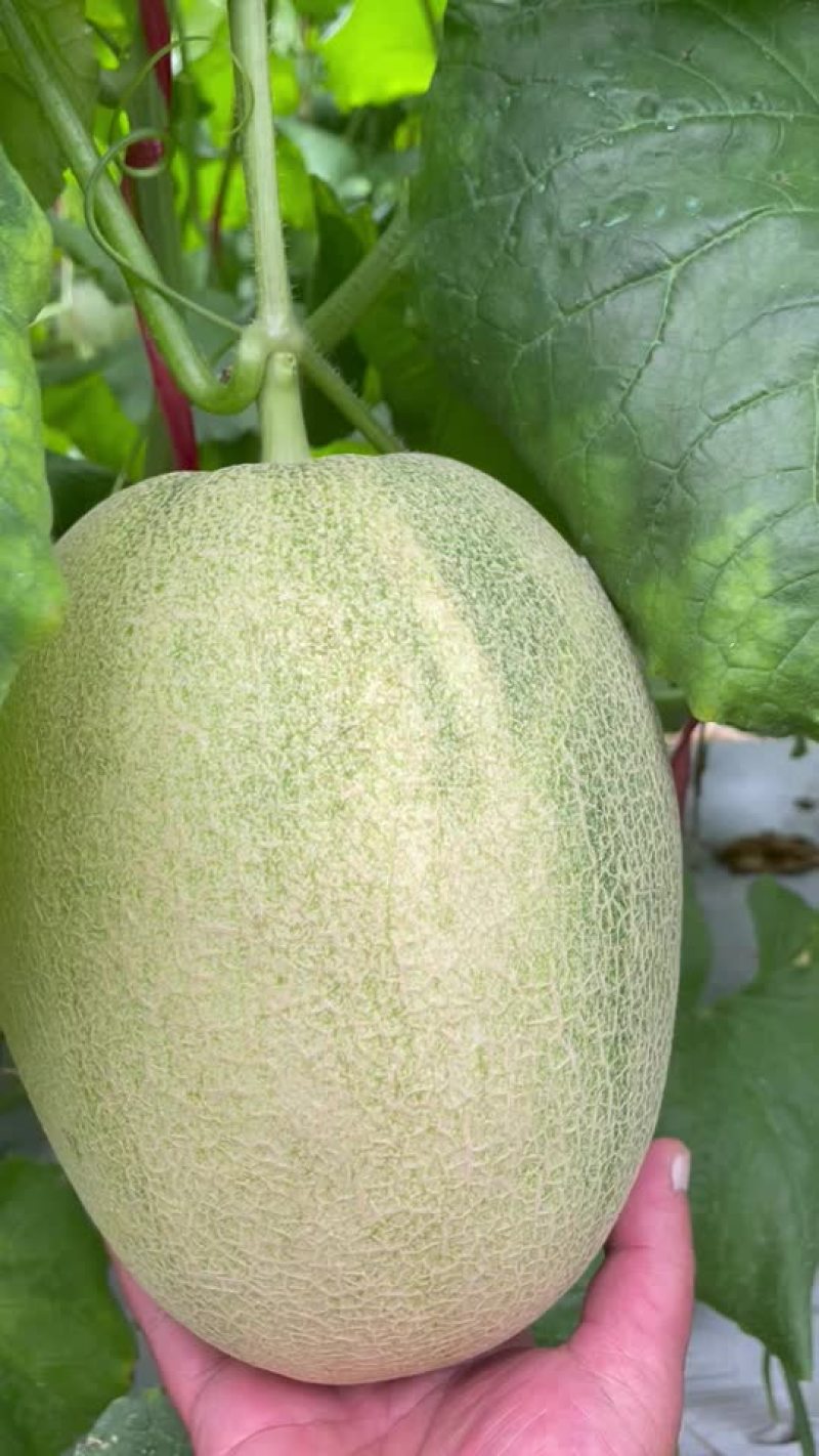 哈蜜瓜
