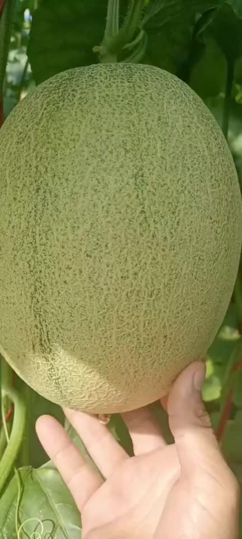 哈蜜瓜