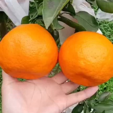 耙耙柑