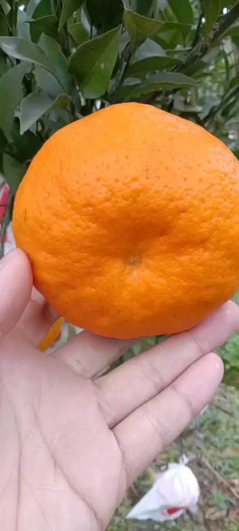 耙耙柑