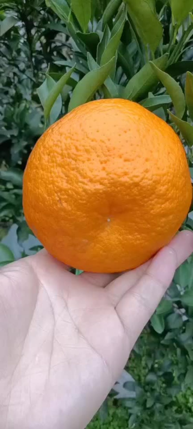 耙耙柑