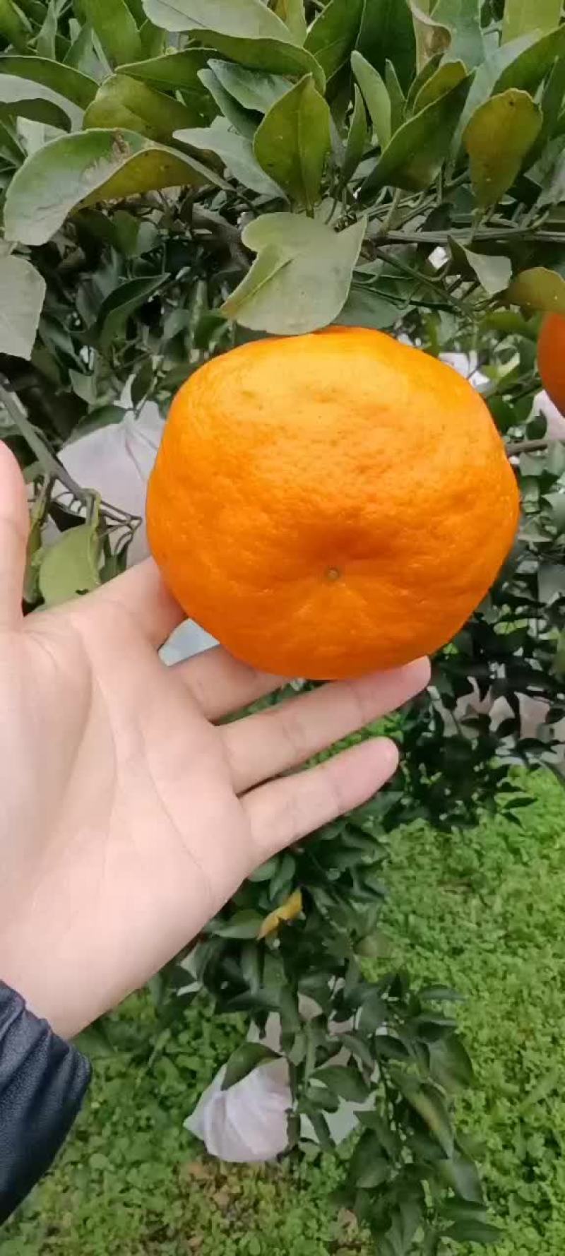 耙耙柑