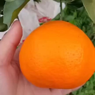 耙耙柑