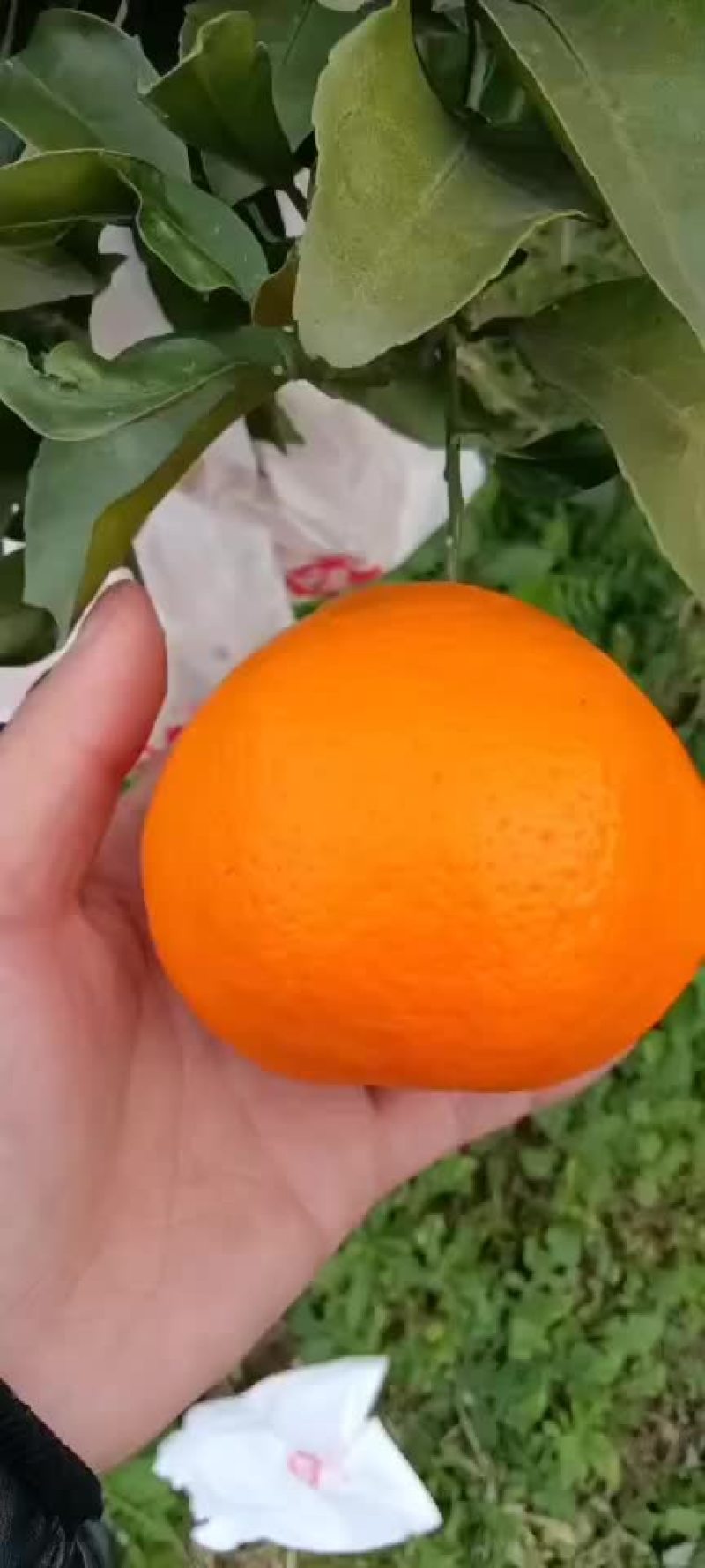 耙耙柑