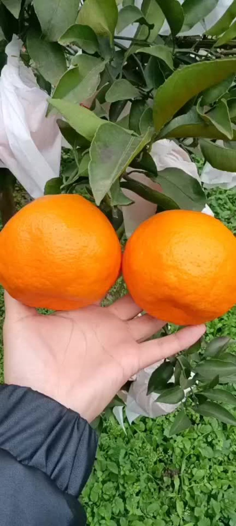 耙耙柑