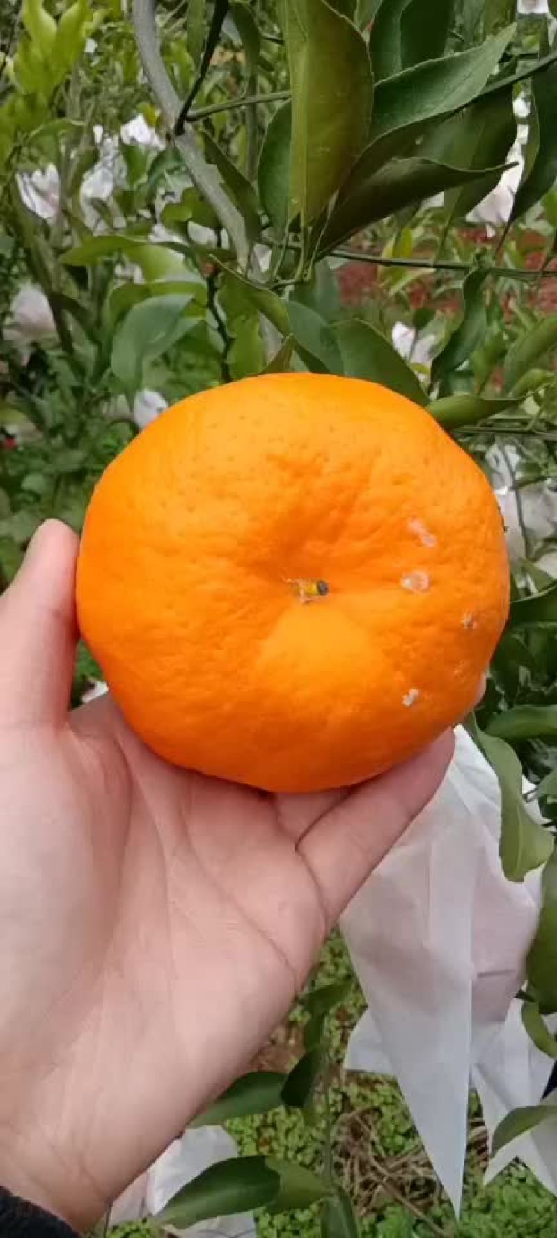 耙耙柑