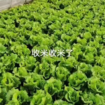 散叶生菜