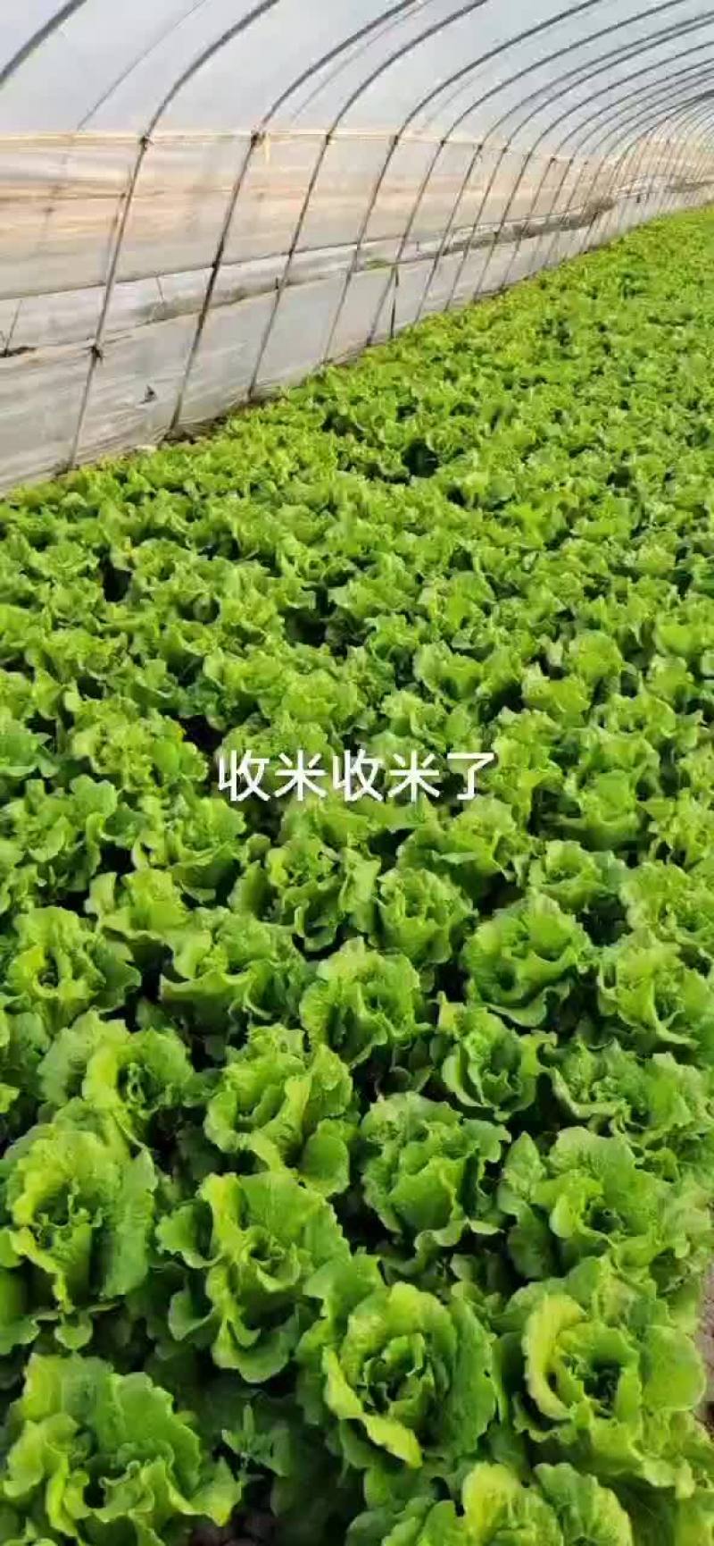 散叶生菜