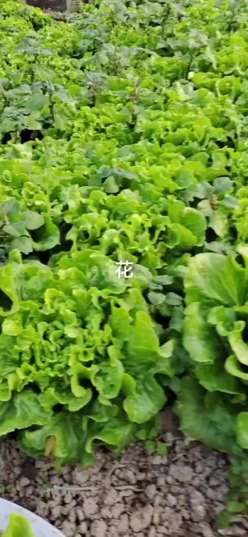散叶生菜