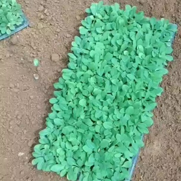 牵牛穴盘苗