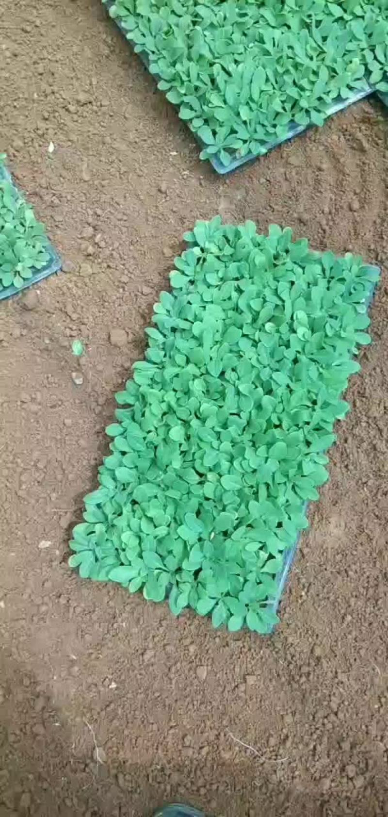 牵牛穴盘苗