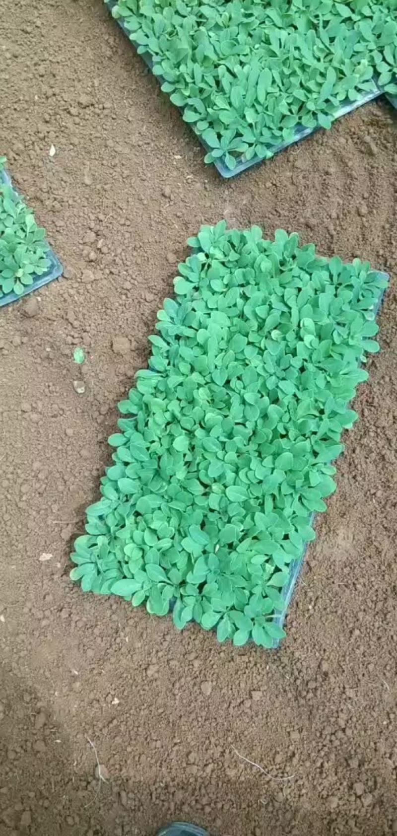 牵牛穴盘苗