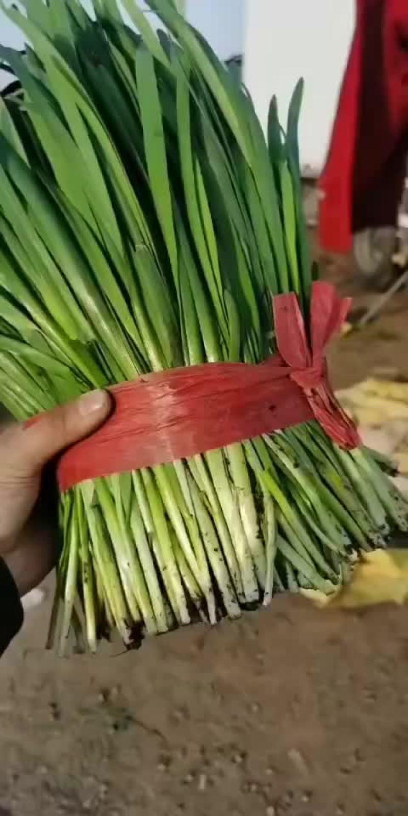河北唐山乐亭韭菜大落价