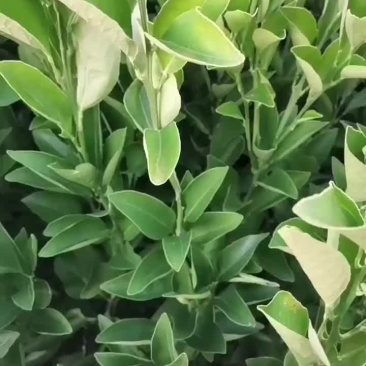 锦红冰糖橙苗锦蜜冰糖橙苗