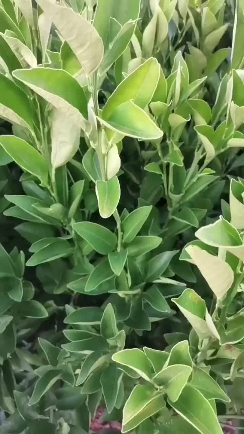 锦红冰糖橙苗锦蜜冰糖橙苗