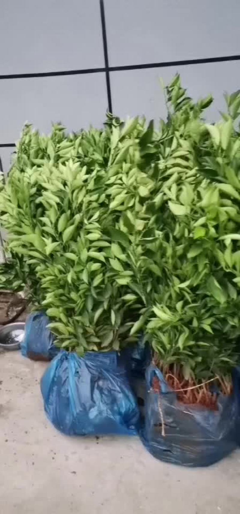 锦红冰糖橙苗锦蜜冰糖橙苗