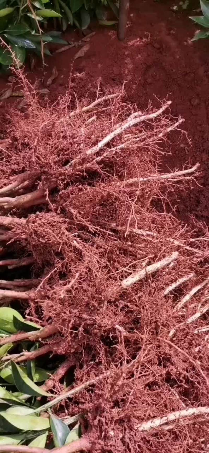 锦红冰糖橙苗锦蜜冰糖橙苗