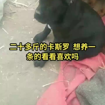 大量供应卡斯罗，杜宾犬和各种幼犬的品种狗狗。