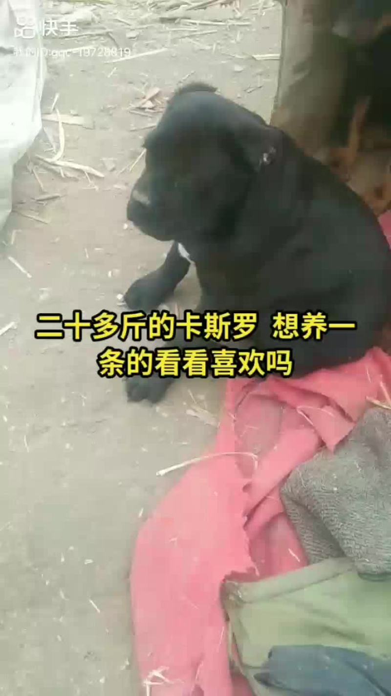 大量供应卡斯罗，杜宾犬和各种幼犬的品种狗狗。