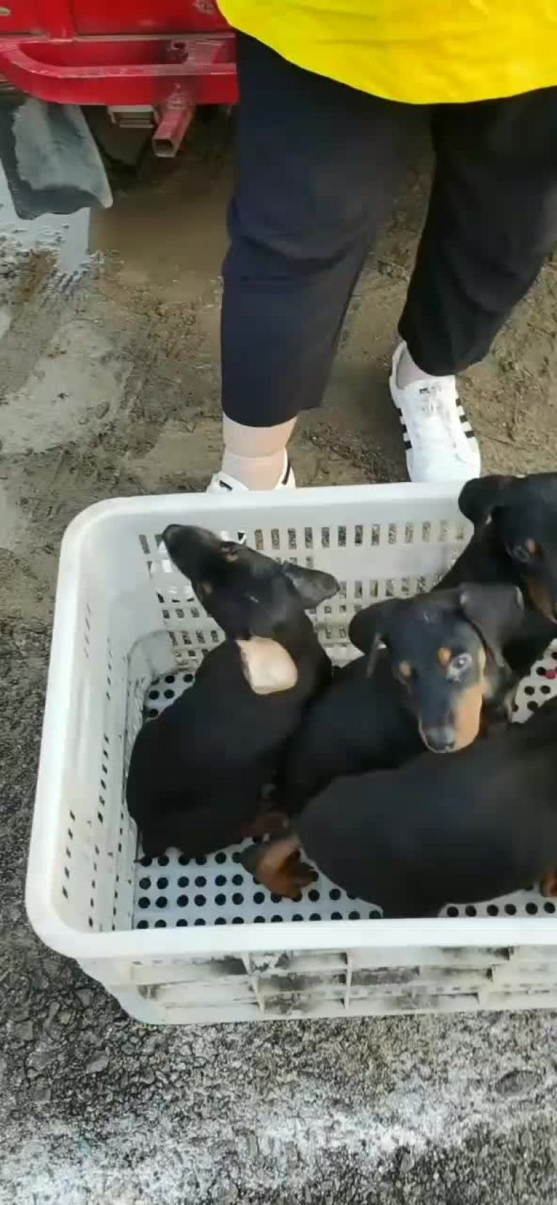 大量供应卡斯罗，杜宾犬和各种幼犬的品种狗狗。