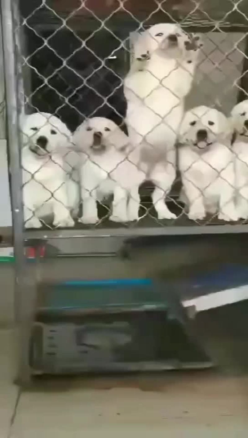 大量供应卡斯罗，杜宾犬和各种幼犬的品种狗狗。