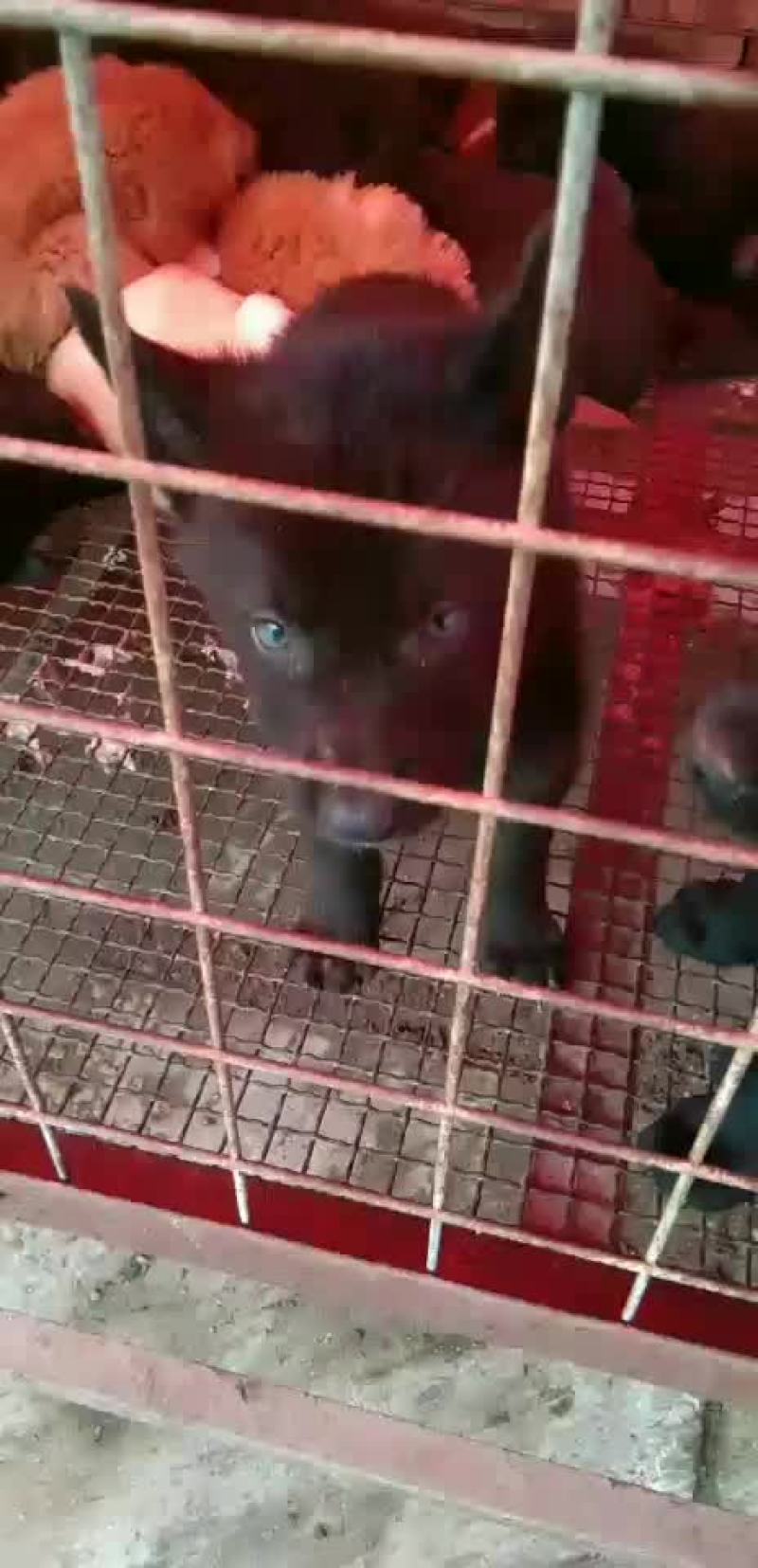 大量供应卡斯罗，杜宾犬和各种幼犬的品种狗狗。
